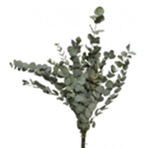 EUCALIPTO VERDE PRESERVADO 66CM PAQUETE