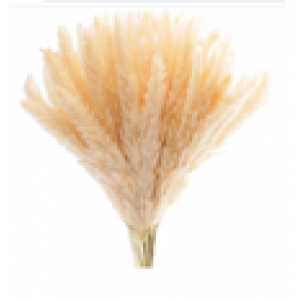 Pampas naturales crudo