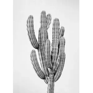 CUADRO NÓRDICO CACTUS 3 - BLACK & WHITE