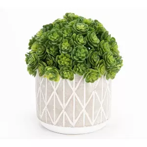 Mini Echeveria bola 17