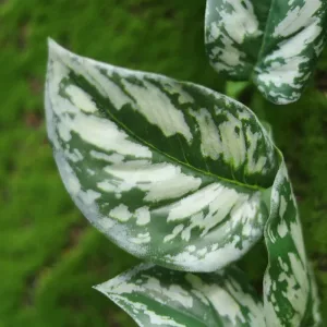 SCINDAPSUS PICTUS PLANTA COLGANTE ARTIFICIAL DELUXE 50CM