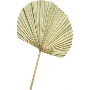 WOOD PALMA SECAS, HOJA ABANICO, DECORACIÓN PARA COLGAR EN LA PARED.