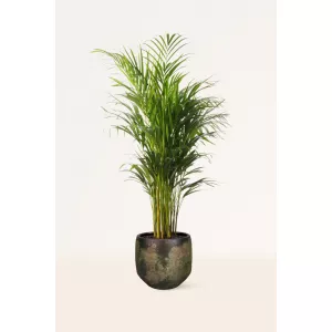 ARECA PALMERA, DYPSIS LUTESCENS, PALMA