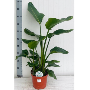 " STRELITZIA AUGUSTA 100 CM"