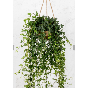 HIEDRA COLGANTE 19CM