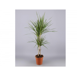 "DRACAENA MARGINATA 2 PIES VASO: 17 CM ALTURA: 80 CM"