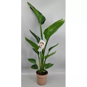 STRELITZIA AUGUSTA 120 CM