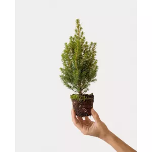 ARBOL DE NAVIDAD NATURAL MINI