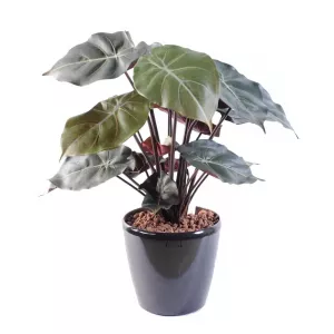 PLANTA SYNGONIUM PODOPHYLLUM