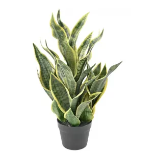 PLANTA SENSIVIERA MASONIANA ALTURA  66 CMANCHO  35 CM