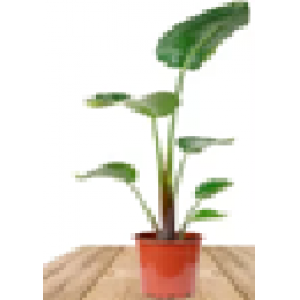 AVE DEL PARAÍSO 90CM (STRELITZIA AUGUSTA)