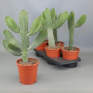 CACTUS CONSOLEA RUBESCENS ALTURA: 40 CM VASO: 17 CM