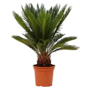 CYCAS REVOLUTA50 - 60CM/DIAMETRO 17CM