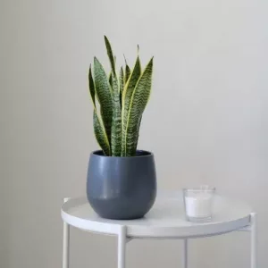 LENGUA DE SUEGRA 70-80 CM