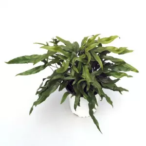 HELECHO KANGAROO – MICROSORUM DIVERSIFOLIUM KANGAROO