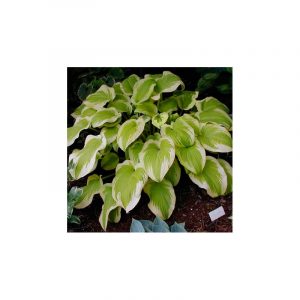HOSTA DELTA DAWN 140*106*140 CM.