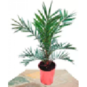 PALMERA CANARIA 50CM (PHOENIX CANARIENSIS)