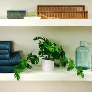 MONSTERA Planta varios colores, blanco, verde