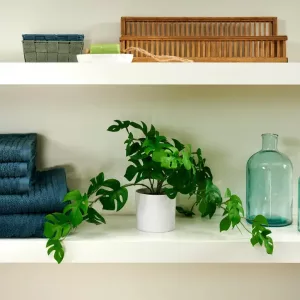 MONSTERA Planta varios colores, blanco, verde