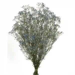 GYPSOPHILA PANICULATA AZUL