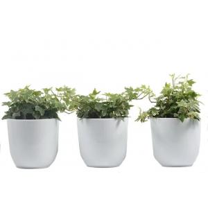 PACK DE 3 HEDERA D12 EN CERAMICA