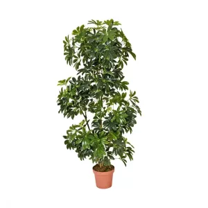 CHEFLERA 145 CM NORTENE