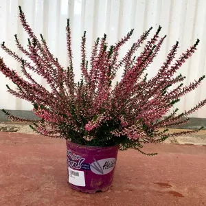 PACK 10 CALLUNAS Ø11,5CM