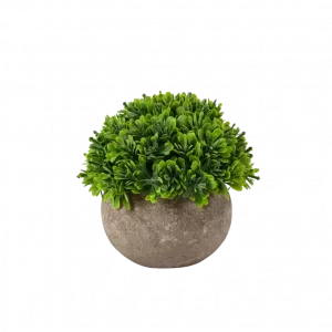 BUXUS Planta varios colores