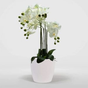 Orquídea Duo