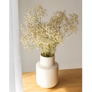 GYPSOPHILA (PANICULATA)