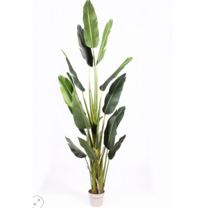 ESTERLICIA ARTIFICIAL MONTADA