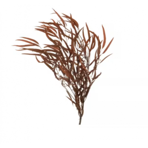 Rama eucalipto silvestre seco oxido alt. 83 cm