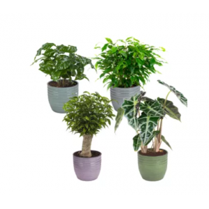 SET DE 4 PLANTAS CON MACETEROS