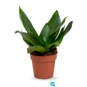 "SANSEVIERIA MACETA 9CM"