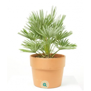 PALMITO O PALMERA ENANA EUROPEA