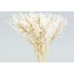 Avena sativa color Crema 200g