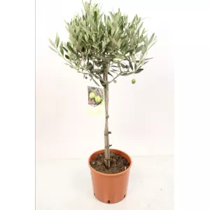 Olea europea (olivo)