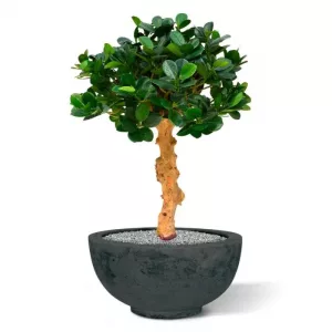Panda Bonsai árbol artificial sobre base 60cm