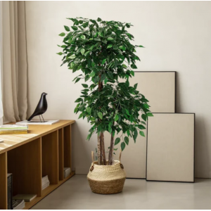 Ficus artificial